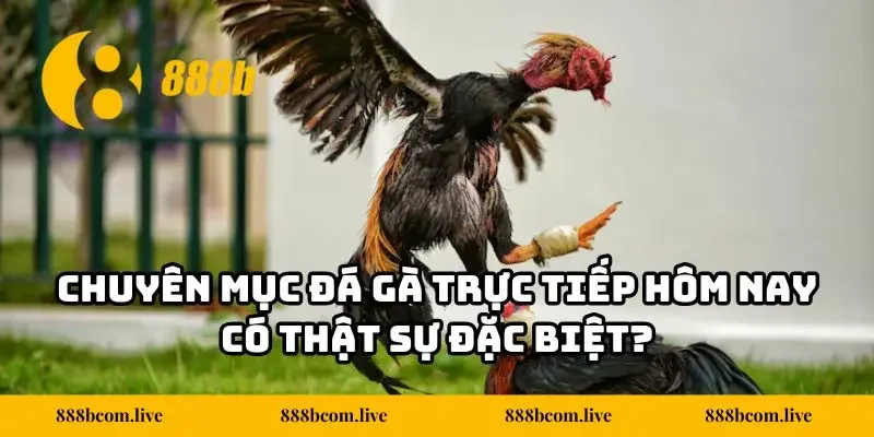 Chuyên mục đá gà trực tiếp hôm nay có thật sự đặc biệt?